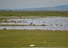 Blauwe reiger (grey heron) (Ardea cinerea) - Ogii Nuur 14-08-2016 (1)